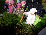 Sklízíme úrodu na školní zahrádce